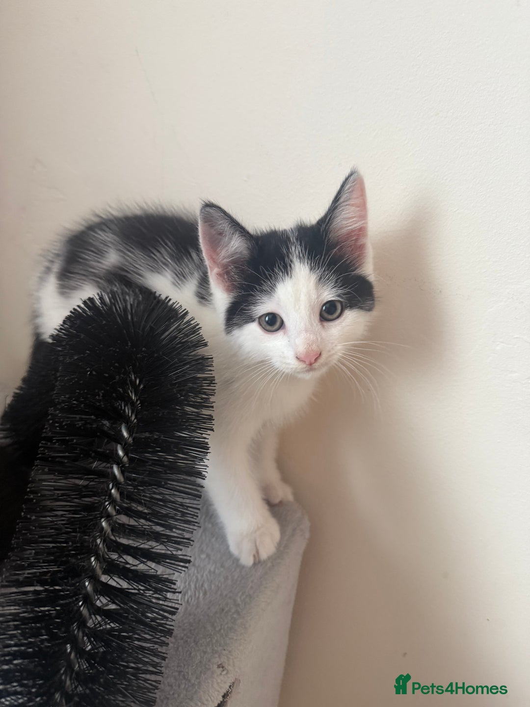 Mixed Breed cats for sale: 4 kittens for sale - Image 6