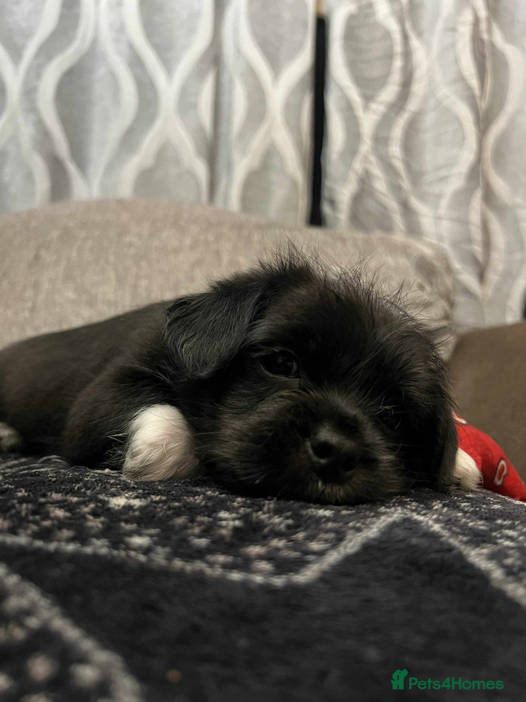 Mixed Breed dogs for sale: Pug cross shitzhu female puppies - Advert 14