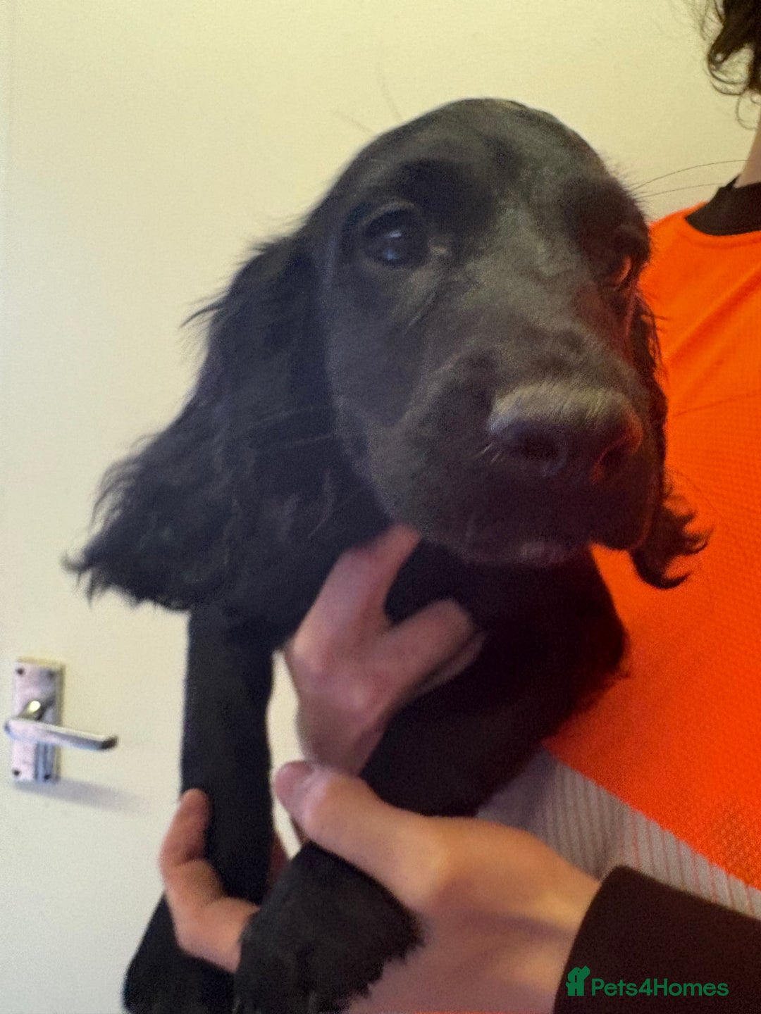 Cocker Spaniel dogs for sale: Two gorgeous male KC cocker spaniels - Image 7