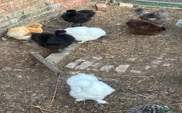 Chickens poultry for sale: Silkies - Image 2