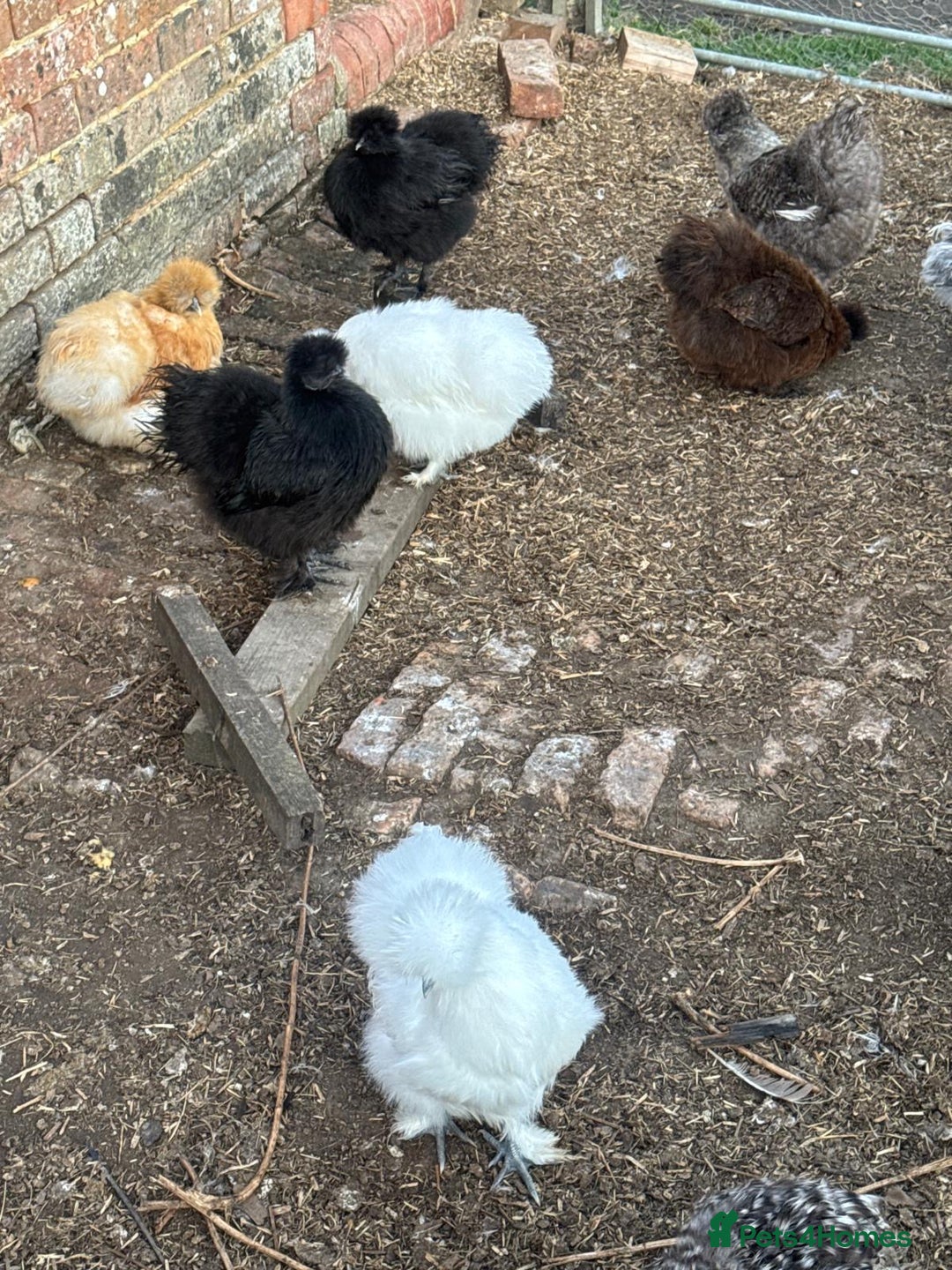 Chickens poultry for sale: Silkies - Image 2