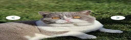 British Shorthair cats for sale: Lovely Lilac & White British Shorthair Boy Kitten in Westgate-on-Sea - Advert 12
