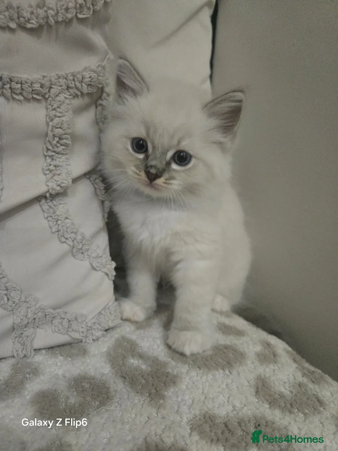 Ragdoll cats for sale: Beautiful pure breed ragdoll kittens  - Advert 6
