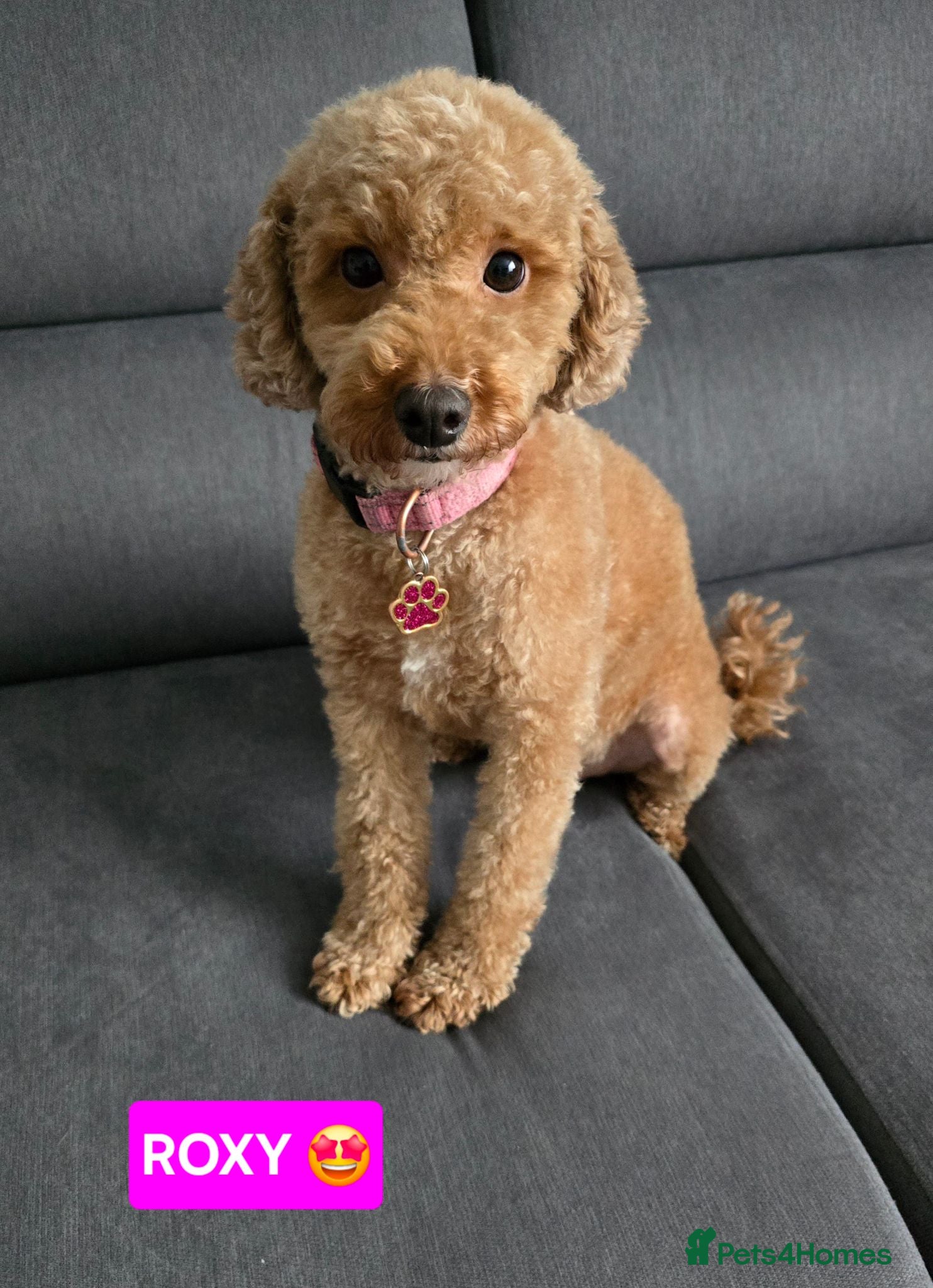 Toy Poodle dogs STUNNING RED KC TOY POODLE 🤩🐶 - Advert 2