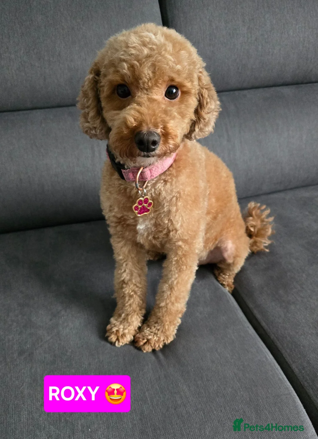 Toy Poodle dogs for sale: STUNNING RED KC TOY POODLE 🤩🐶 - Advert 2