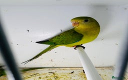 Parakeets birds for sale: Young pair of Barraband parakeet  - Image 1