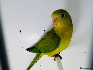 Parakeets birds - Advert 1