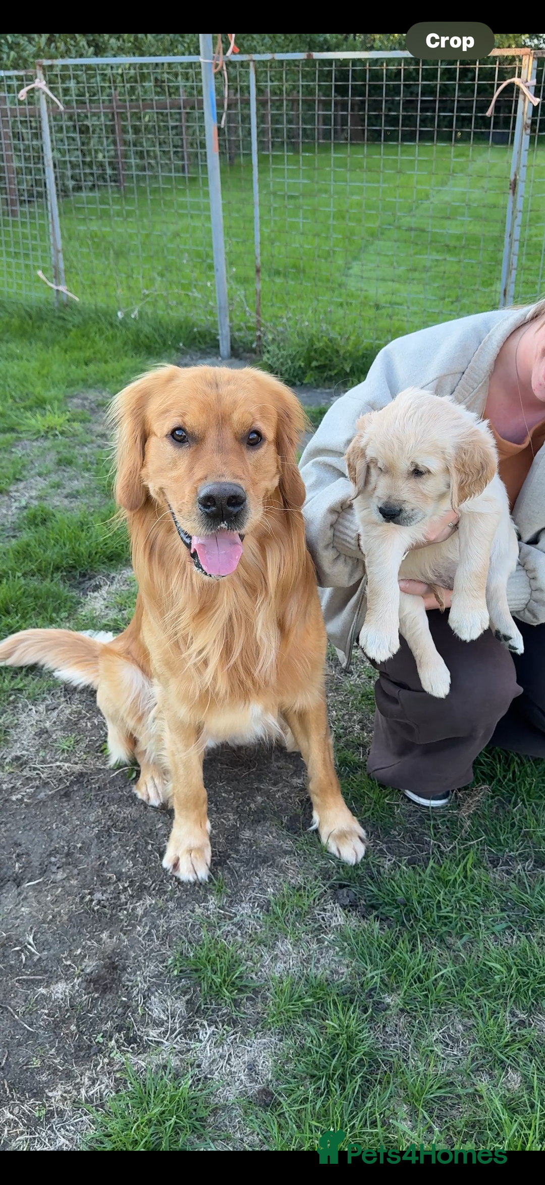 Golden Retriever dogs for stud: Proven Golden Retriever Stud | Stunning Dark Coat - Image 2