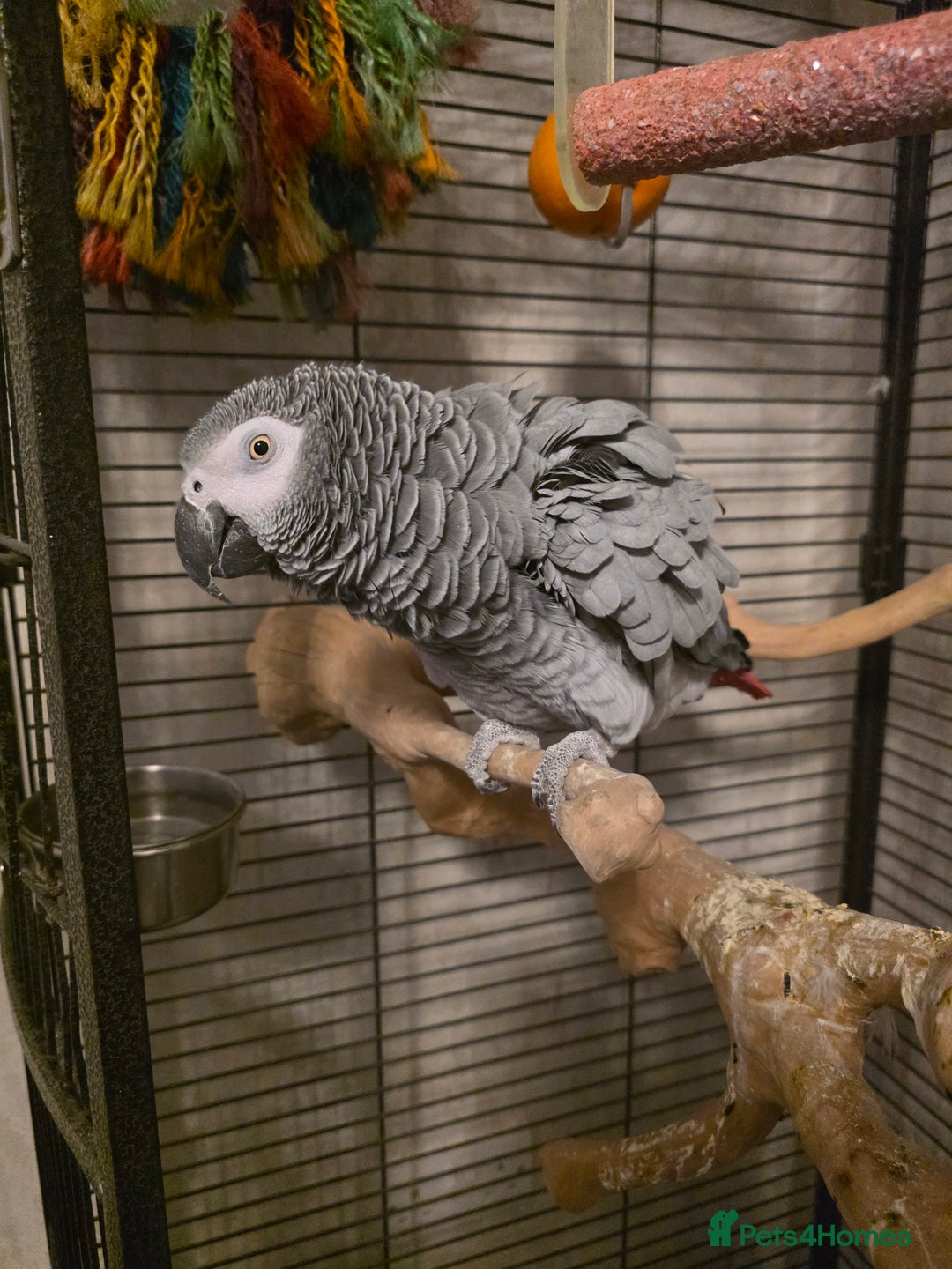 Parrots birds for sale: Congo African Grey female  - Advert 3