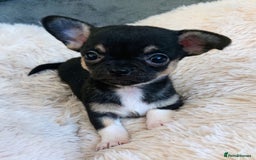 Mixed Breed dogs for sale: Chihuahua with a bit of French Bulldog puppies - Advert 16