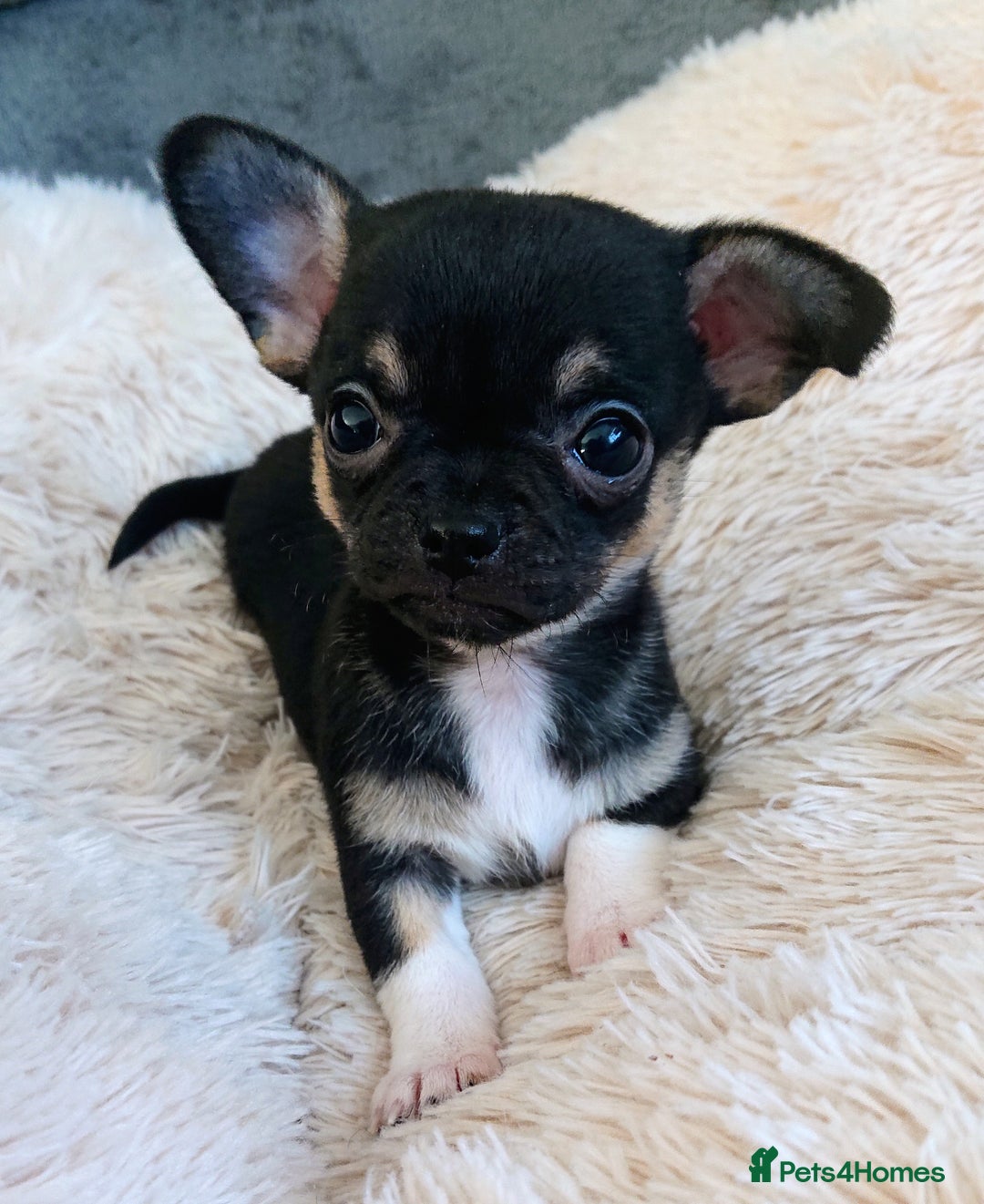Mixed Breed dogs for sale: Chihuahua with a bit of French Bulldog puppies - Advert 16