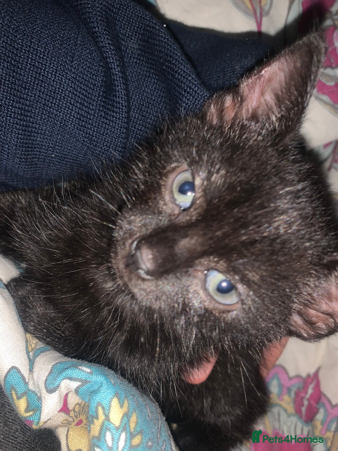 Bombay cats for sale: Kittens - Advert 18