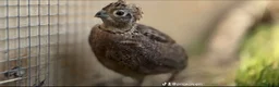 Quail poultry for sale: Montezuma quail mearns quail pre order  in Rotherham - Advert 1