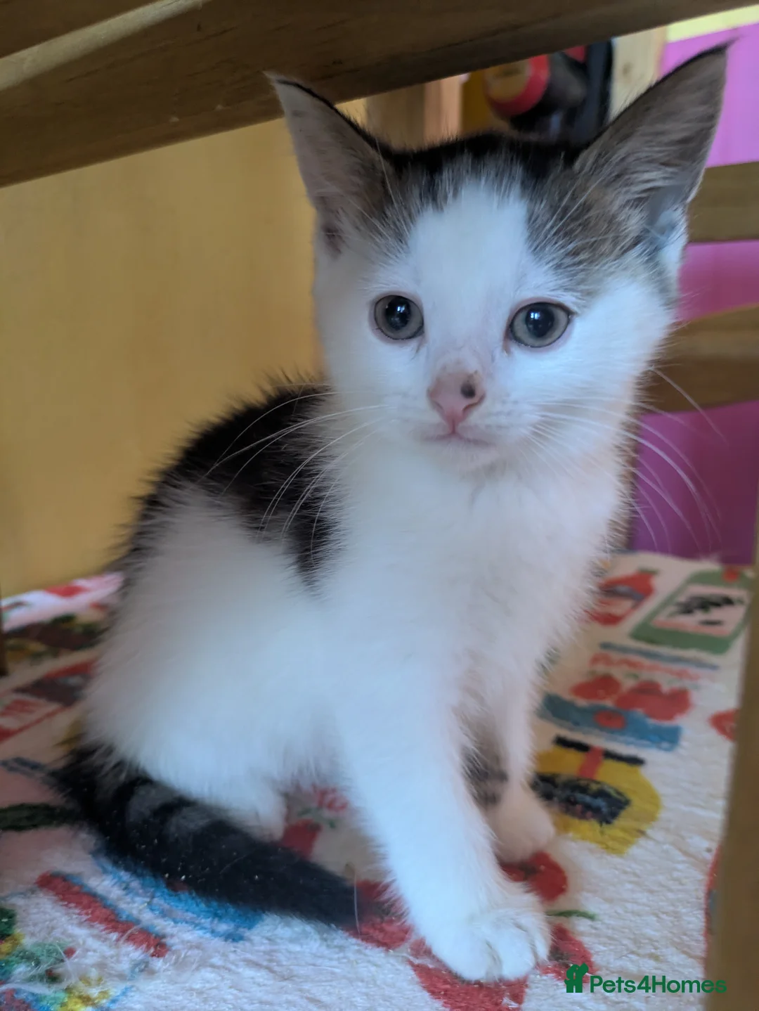 Mixed Breed cats for sale: 7 playful kittens.  - Advert 2