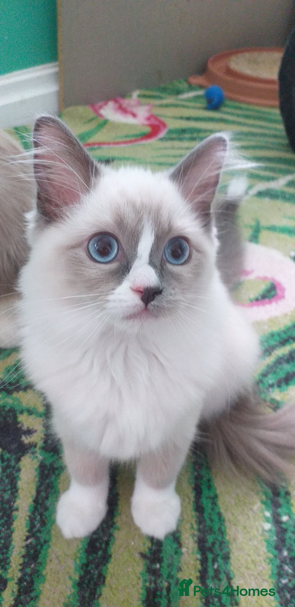 Ragdoll cats for sale: Beautiful Pure Breed Ragdoll Girls  - Advert 1