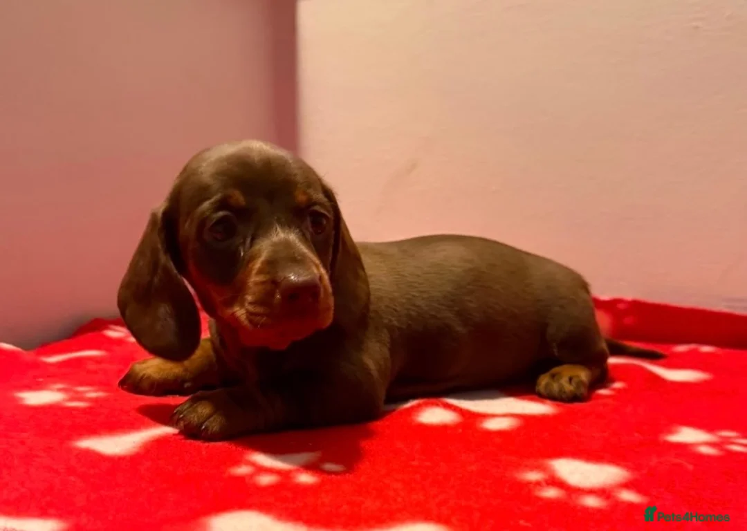Miniature Dachshund dogs for sale: Pure miniature dachshund pups long and short coat  - Advert 2