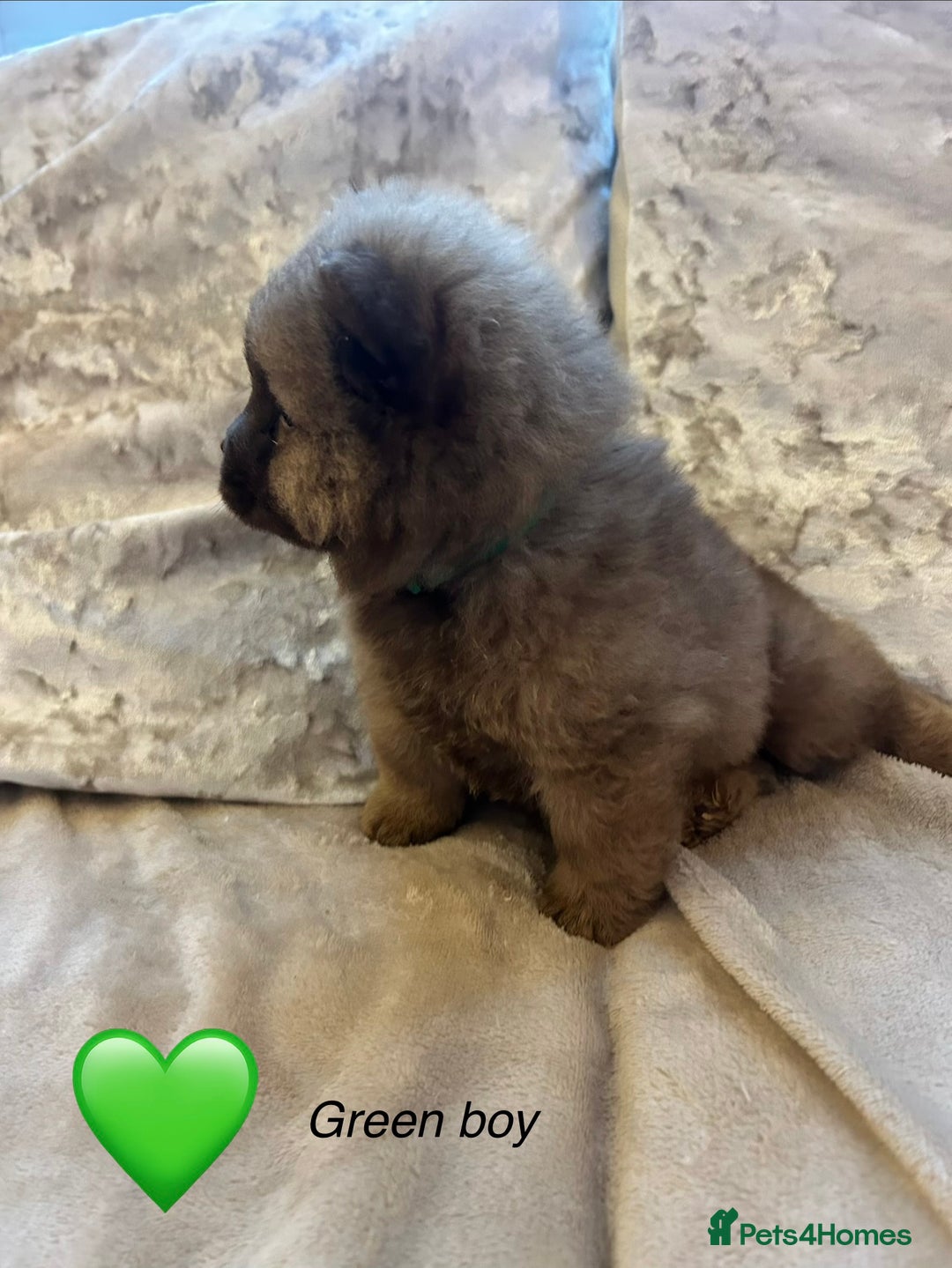 Chow Chow dogs for sale: Beautiful chow chow puppies 🥰 - Advert 12