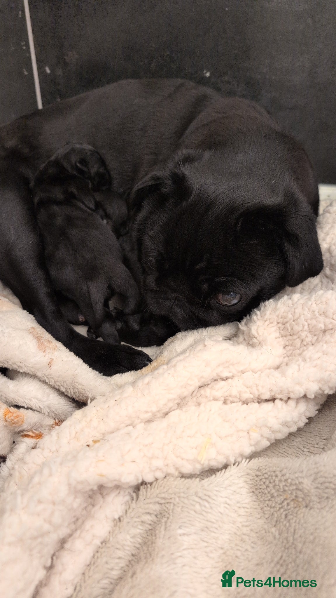 Pug dogs Flash and Winston - Advert 3