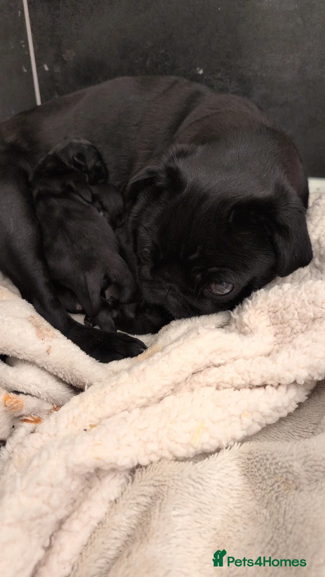 Pug dogs for sale: Flash and Winston - Advert 1
