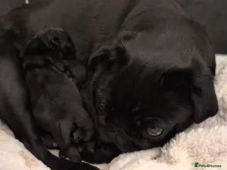 Pug dogs Flash and Winston - Advert 1