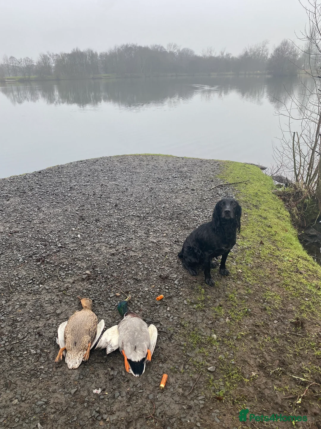 Cocker Spaniel dogs for sale: Working Cocker Spaniels - Advert 2
