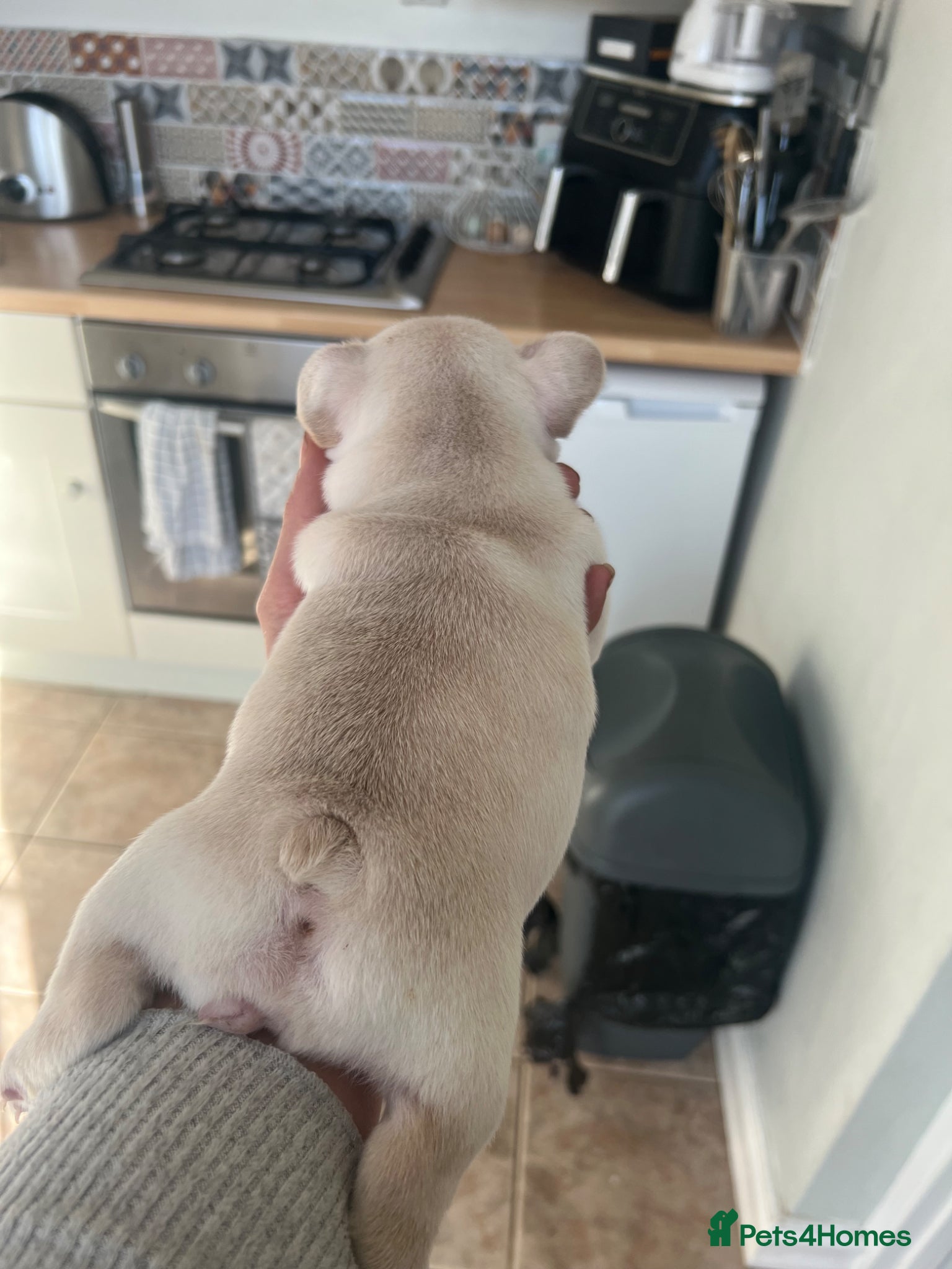 French Bulldog dogs KC Frenchies, platinum/blue masked - Advert 2