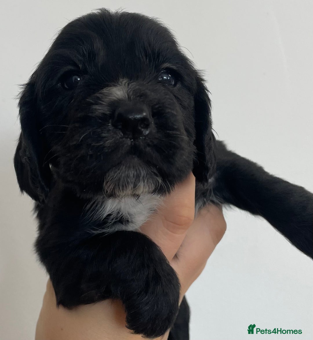 Cocker Spaniel dogs for sale: 8 cocker spaniels for reserve - Image 4