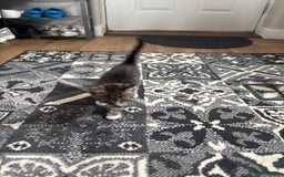 Mixed Breed cats for sale: Kittens ready for their new homes - Image 9