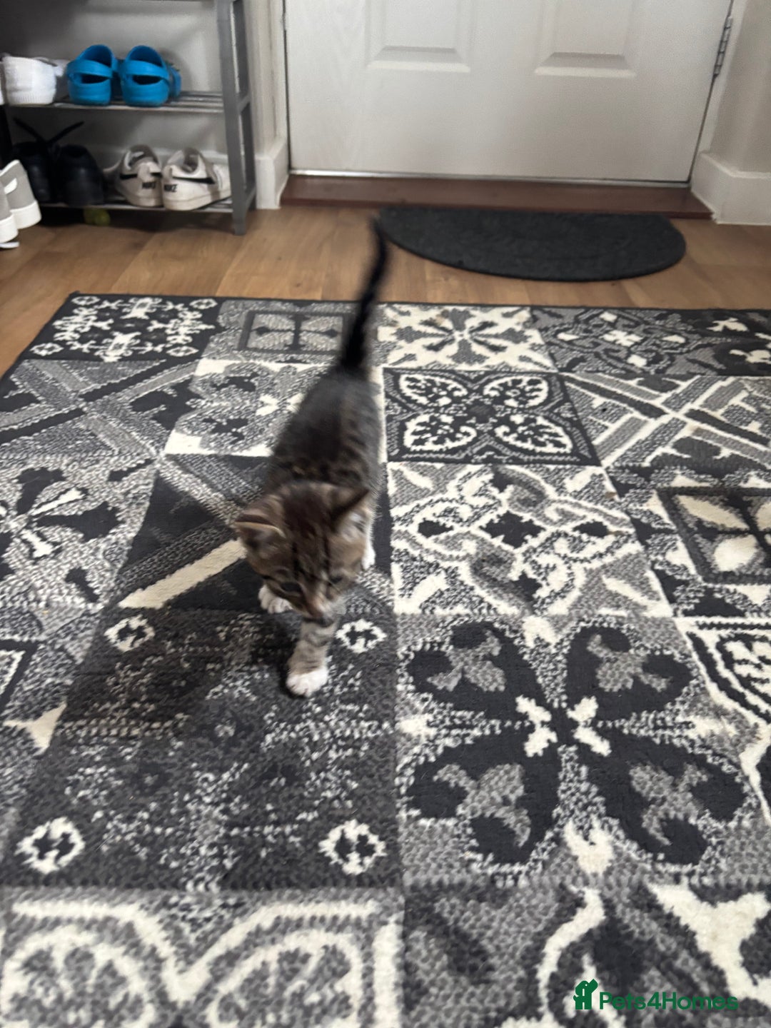 Mixed Breed cats for sale: Kittens ready for their new homes - Image 9