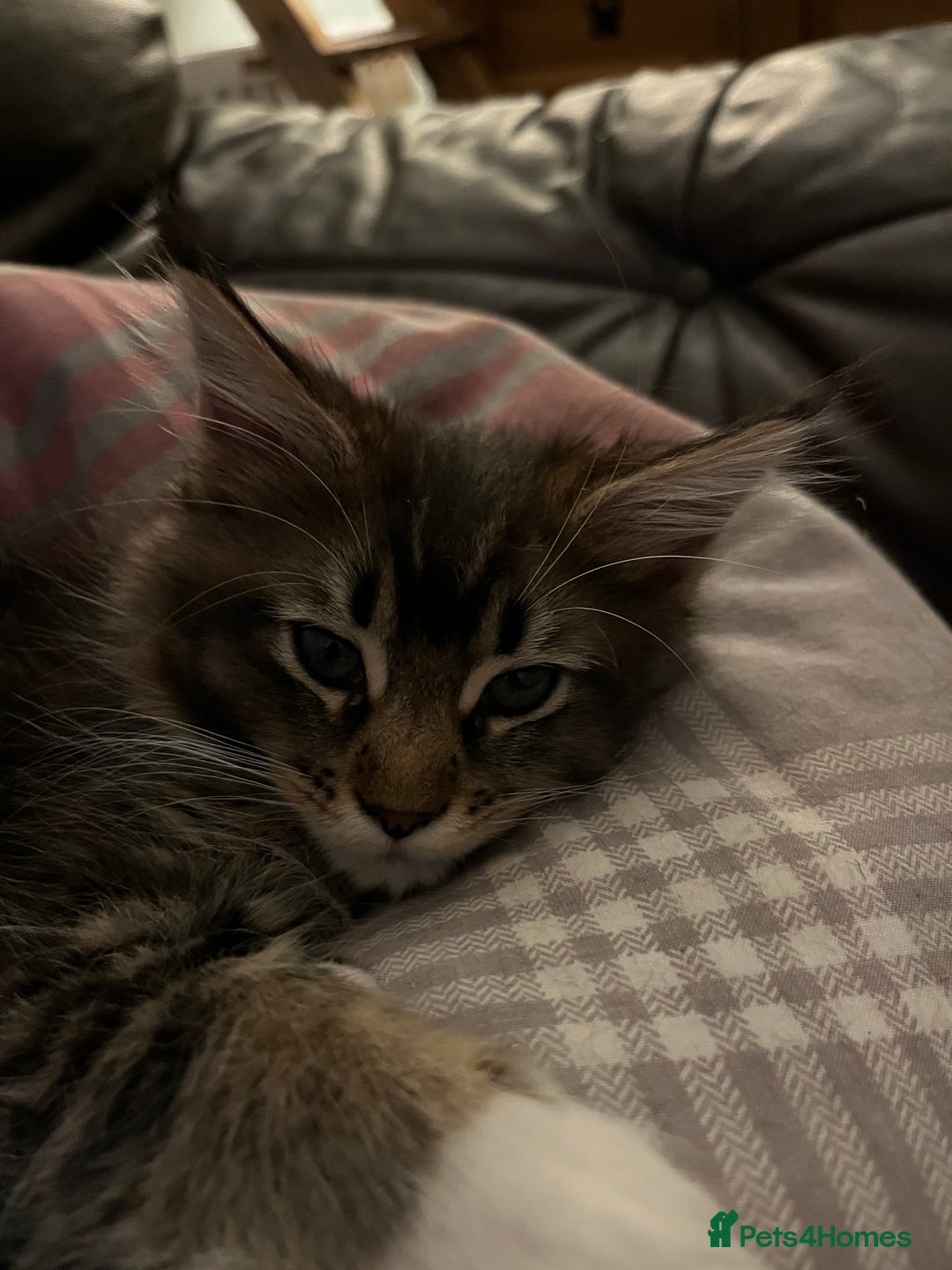 Maine Coon cats for sale:  Pedigree Maine Coon kittens - Advert 35