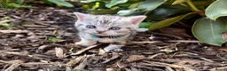 British Shorthair cats for sale: 🐾 Stunning litter of British Shorthairs 🐾 - Advert 9