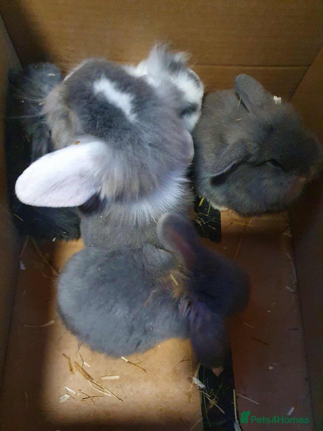 Mixed Breed rabbits for sale: Lion Head x Vienna Lop - Advert 5