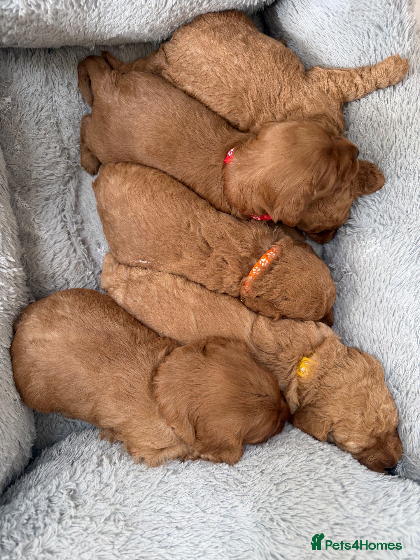 Cavapoo dogs Beautiful red cavapoo puppies  - Advert 3