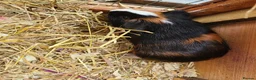 Guinea Pig rodents for sale: Guinea Pigs in South Brent - Advert 2