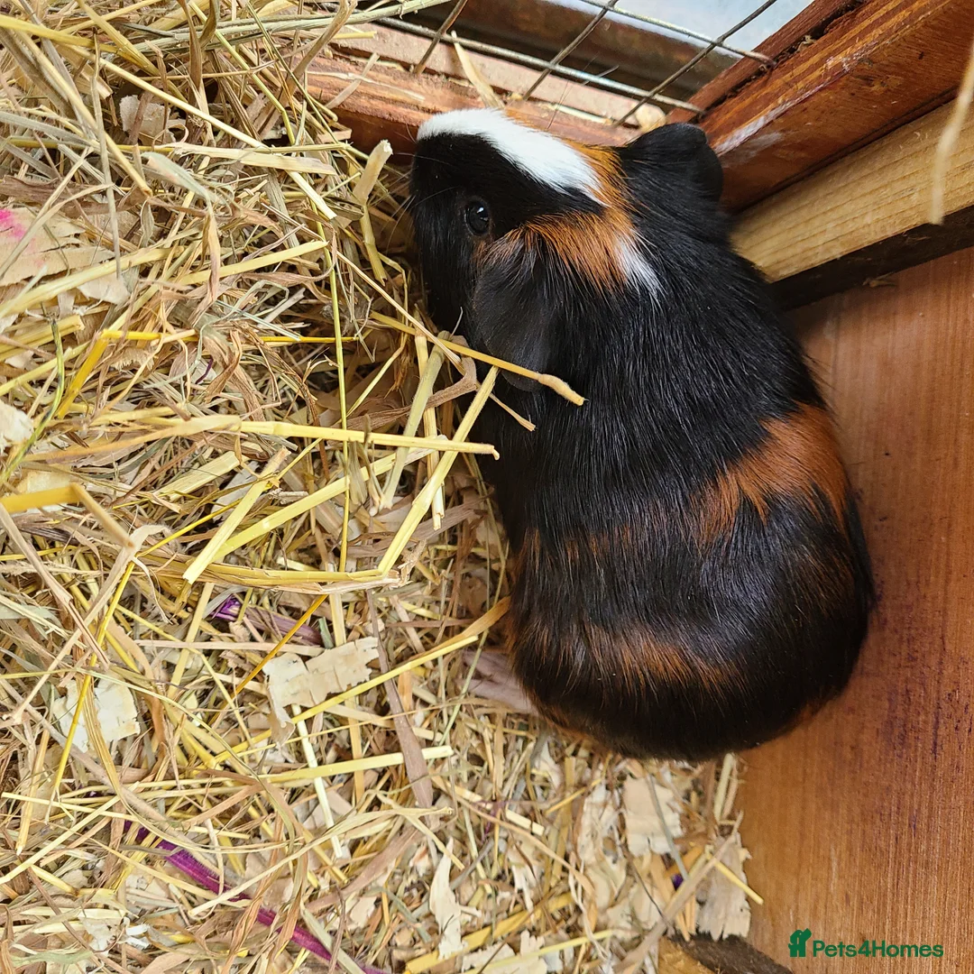 Guinea Pig rodents for sale: Guinea Pigs in South Brent - Advert 2