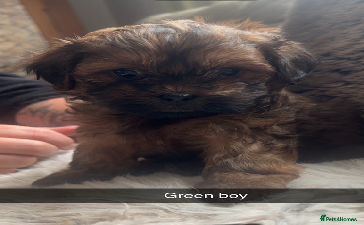 Shihpoo dogs - Advert 2