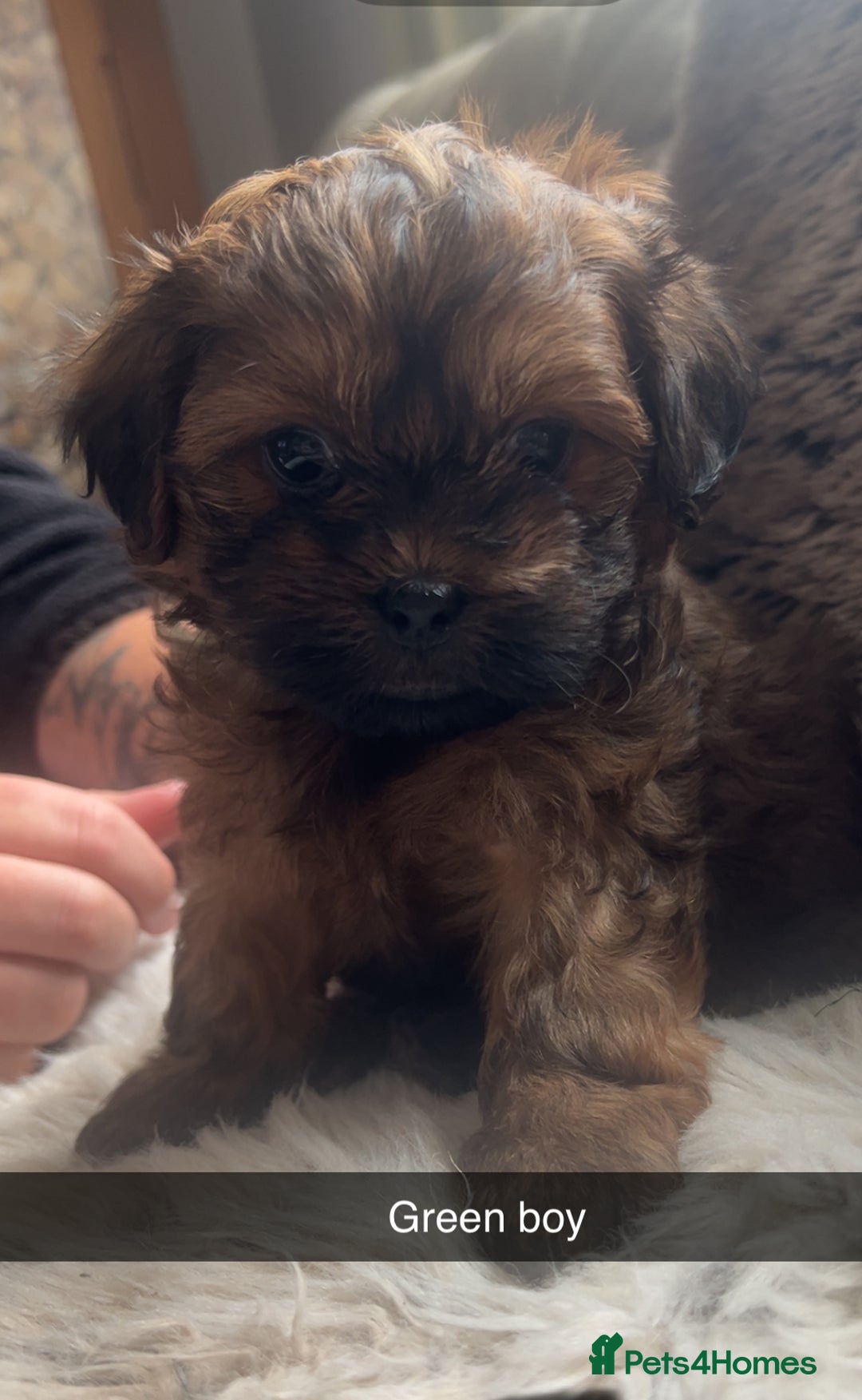 Shihpoo dogs for sale: For sale 5 stunning shihpoo puppies - Image 1