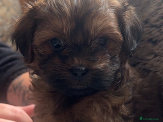 Shihpoo dogs - Advert 2