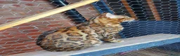 Bengal cats for sale: Stunning Male Bengal Cat Champion Bloodlines - Advert 2