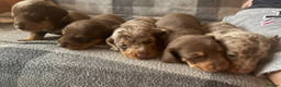 Miniature Dachshund dogs for sale: Gorgeous Miniature Puppies - Advert 2