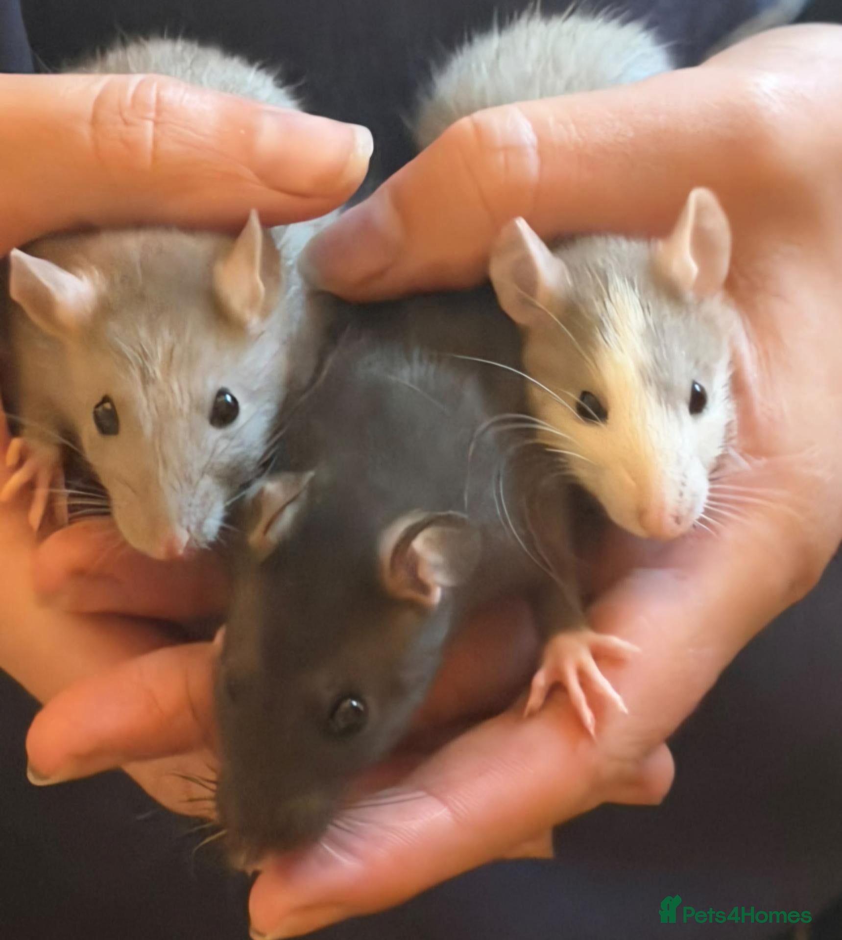 Rat rodents for sale: Pet rats - Advert 2