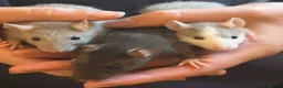 Rat rodents for sale: Pet rats in Leigh-on-Sea - Advert 1
