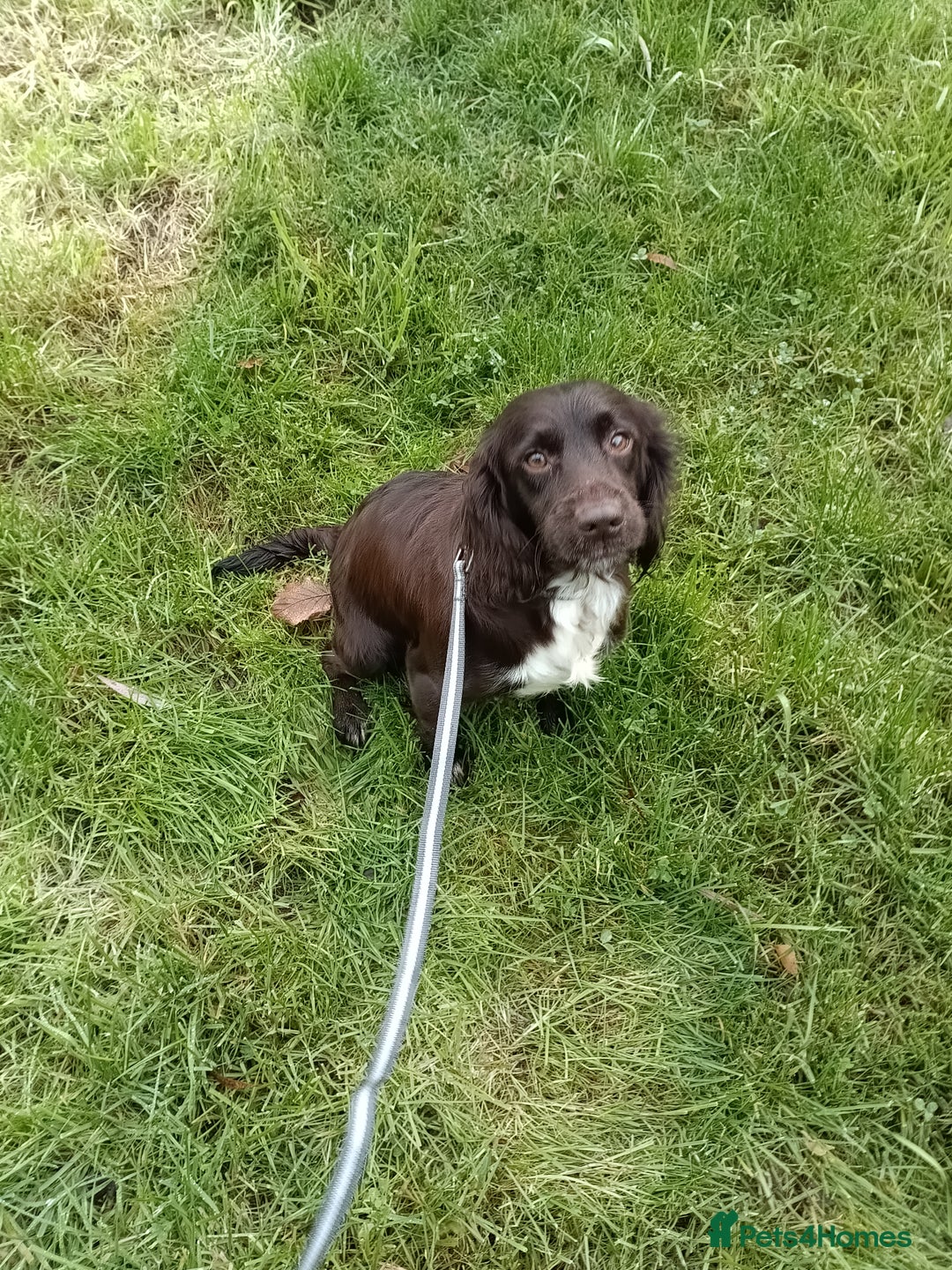 Cocker Spaniel dogs for sale: Chocolate Cocker Spaniel Girl  - Advert 3