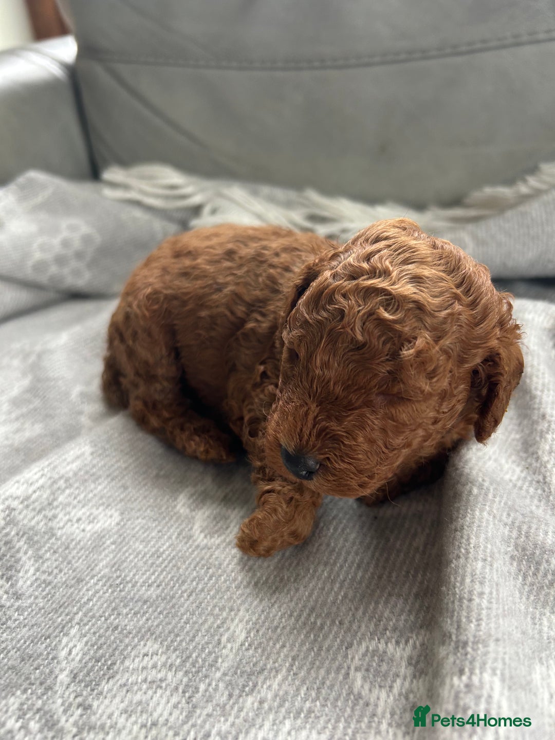Cockapoo dogs for sale: F2B Cockapoo pups  - Advert 6