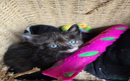 Mixed Breed cats for sale: 6 kittens avaliable from 3rd August 2025 - Image 4