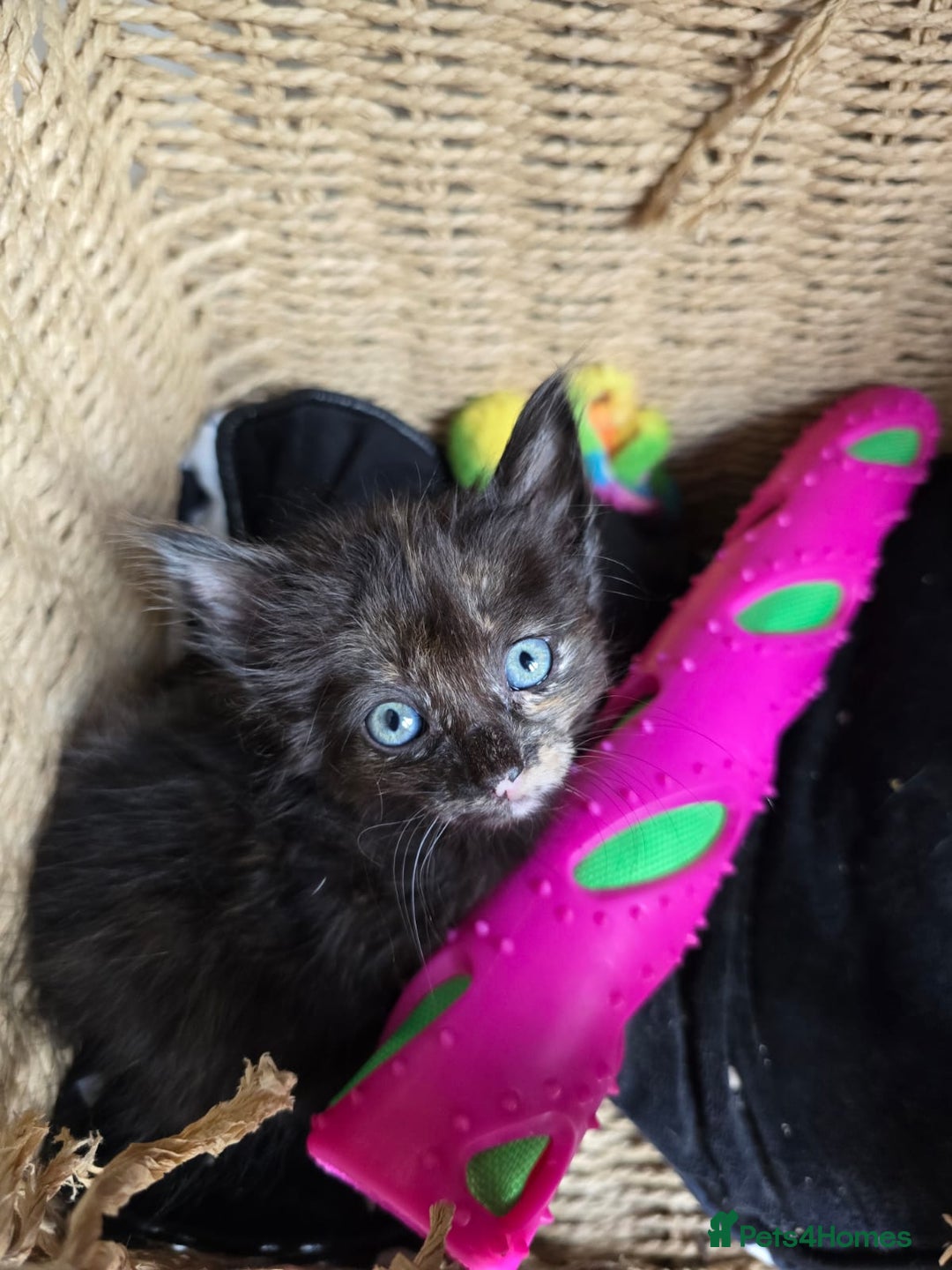 Mixed Breed cats for sale: 6 kittens avaliable from 3rd August 2025 - Image 4