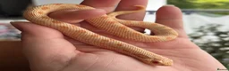 Snake reptiles for sale: Western Hognose Hatchlings - Advert 16