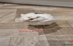 Quail poultry for sale: Coturnix quail three week old (not sexed)  - Image 22