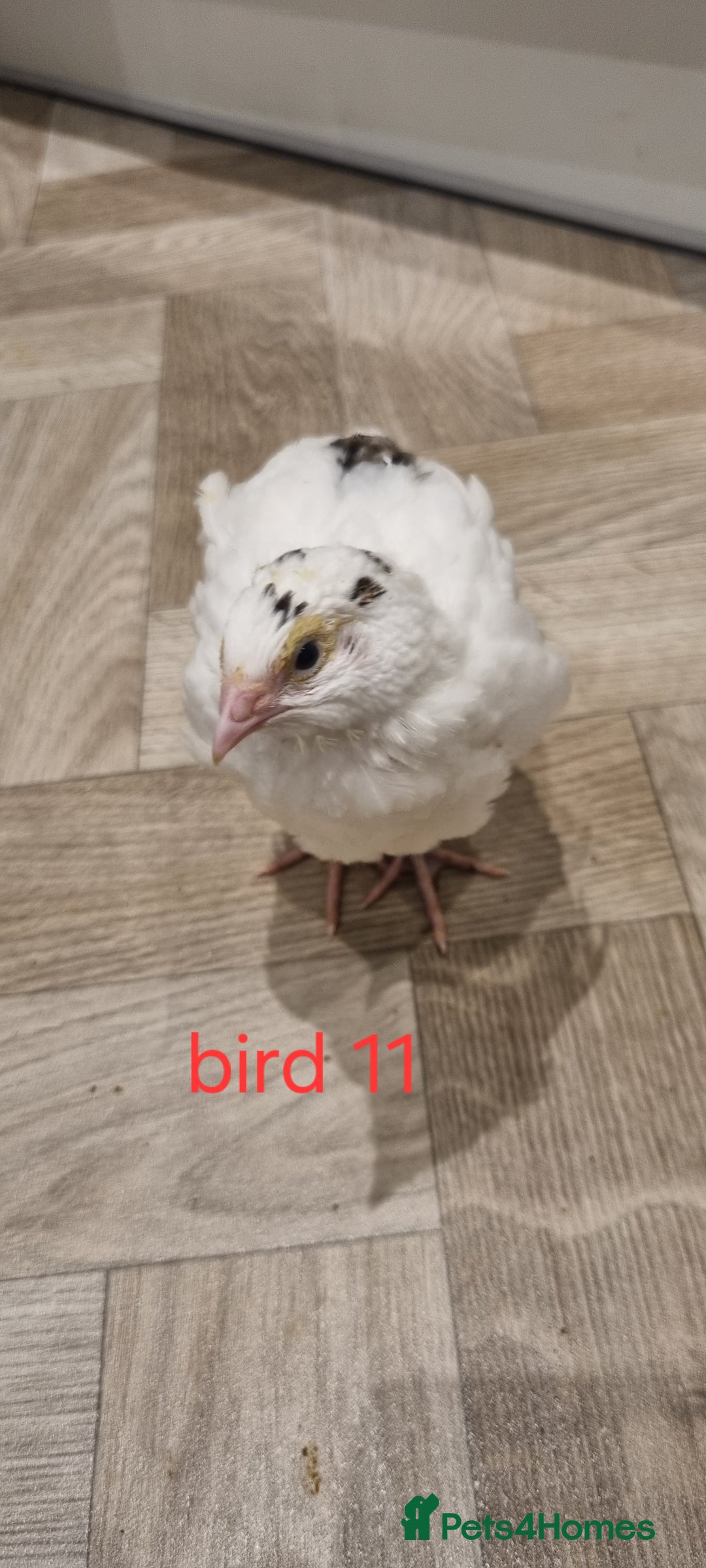 Quail poultry for sale: Coturnix quail three week old (not sexed)  - Image 22