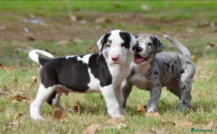 Great Dane dogs - Advert 7